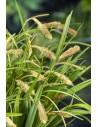 Carex pendula  - 1
