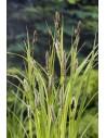 Carex riparia  - 1