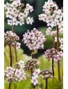 Darmera peltata  - 1