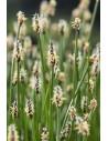 Eleocharis palustris  - 1