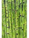 Equisetum japonicum  - 1