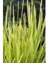 Glyceria maxima 'Variegata'  - 1