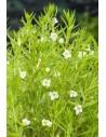Gratiola officinalis  - 1
