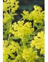 Euphorbia palustris  - 1