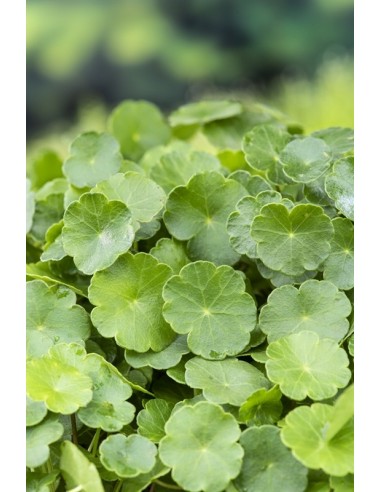 Hydrocotyle vulgaris  - 1