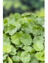 Hydrocotyle vulgaris  - 1