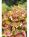 Houttuynia cordata Chameleon  - 1