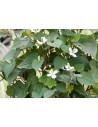 Houttuynia cordata  - 1