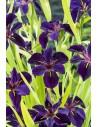 Iris black 'Gamecock'  - 1