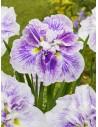 Iris ensata Dinner Plate Cheese Cake  - 1