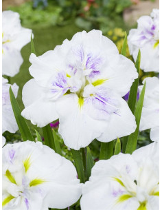 Iris ensata Dinner Plate Cupcake  - 1