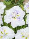 Iris ensata Dinner Plate Cupcake  - 1
