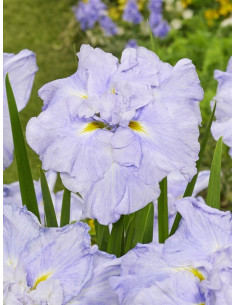Iris ensata Dinner Plate Ice Cream  - 1