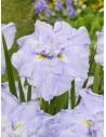Iris ensata Dinner Plate Ice Cream  - 1