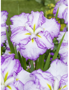 Iris ensata Dinner Plate Tiramisu  - 1