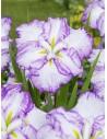 Iris ensata Dinner Plate Tiramisu  - 1