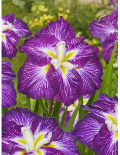 Iris ensata Dinner Plate Jell-O  - 1