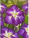 Iris ensata Dinner Plate Jell-O  - 1