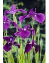 Iris kaempferi  - 1