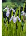 Iris laevigata 'Mottled Beauty'  - 1