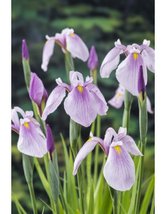 Iris laevigata Rose Queen  - 1