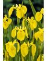 Iris pseudacorus  - 1