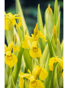 Iris pseudacorus 'Variegata'  - 1