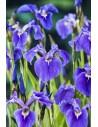 Iris setosa  - 1