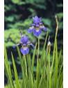 Iris sibirica  - 1