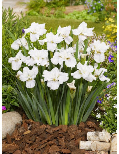 Iris sibirica Not Quite White  - 1