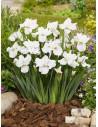 Iris sibirica Not Quite White  - 1