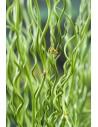 Juncus effusus Spiralis  - 1