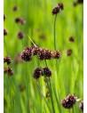 Juncus encifolius  - 1