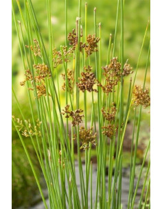 Juncus inflexus  - 1