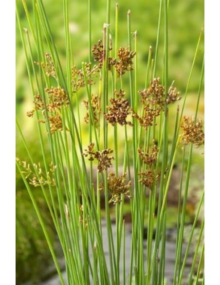 Juncus inflexus  - 1