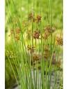 Juncus inflexus  - 1