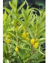 Lysimachia thyrsiflora  - 1