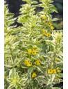 Lysimachia 'Variegata'  - 1