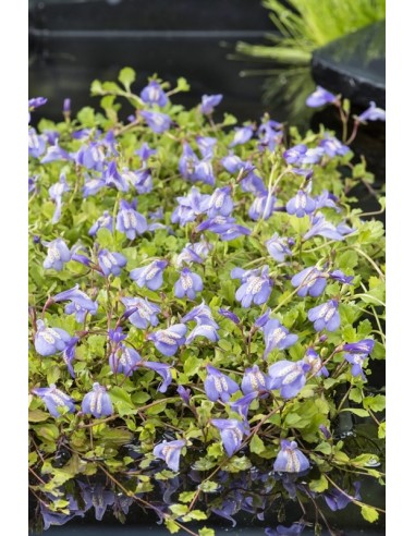 Mazus reptans bleu  - 1