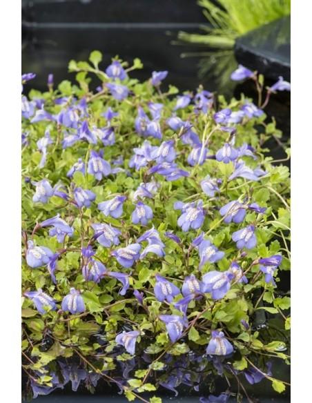Mazus reptans bleu  - 1
