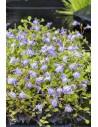 Mazus reptans bleu  - 1