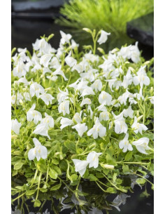 Mazus reptans blanc  - 1