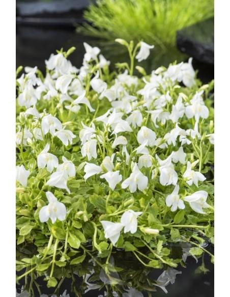 Mazus reptans blanc  - 1