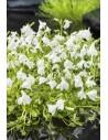 Mazus reptans wit  - 1