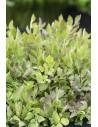 Oenanthe fistulosa Flamingo  - 1