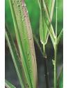 Phalaris arundinacea Picta  - 1