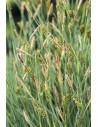 Phragmites australis  - 1