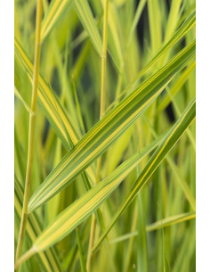 Phragmites australis Var. yellow  - 1