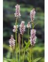 Polygonum bistorta  - 1