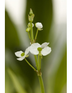 Sagittaria graminea  - 1